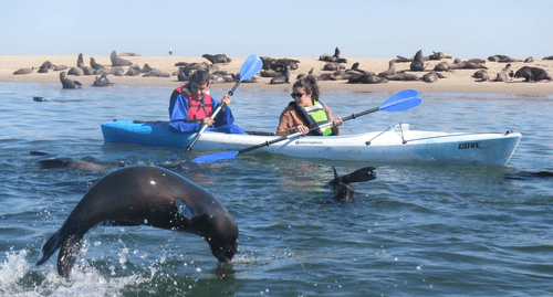 Kayak with Seals Walvis Bay