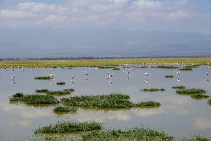 amboseli national park flamingo
