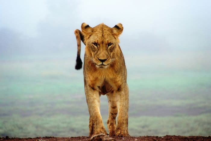 tsavo west safari lion