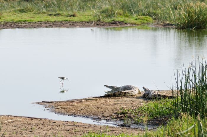 Nile Crocodiles