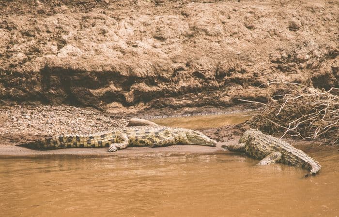 Nile Crocodiles