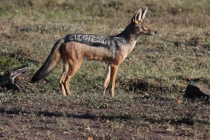 Black Backed Jackal