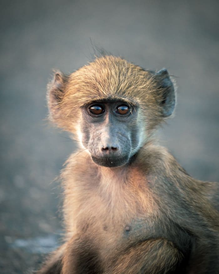 Baboon