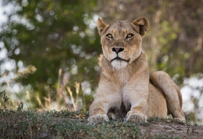 Lioness