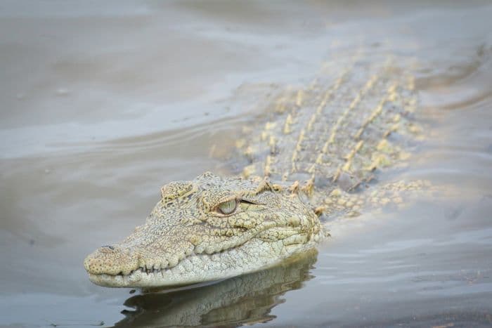 Nile Crocodile