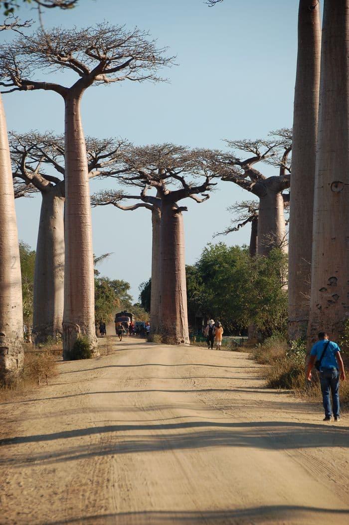 Baobab in love