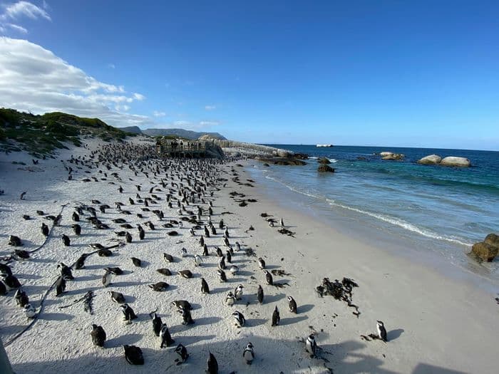 boulders beach penguins cape town