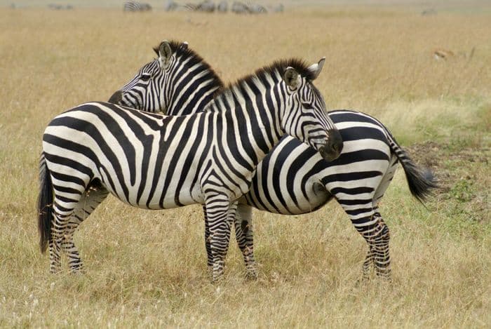 maasai mara zebras