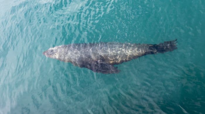 Cape Town Boulders Beach Cape Point