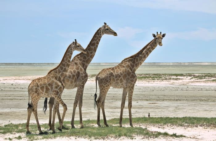 etosha giraffes