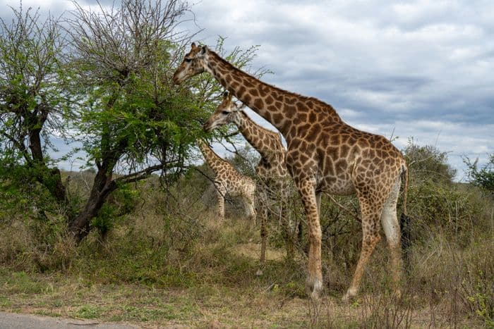 kruger giraffe
