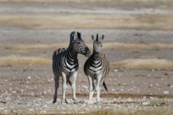 etosha zebra