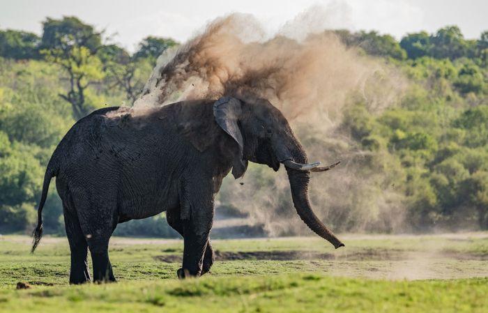 Chobe National Park / Chobe River Elephant