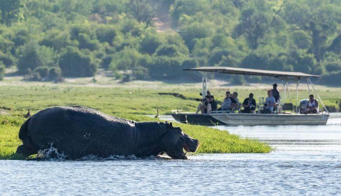 Chobe National Park / Chobe River Hippo