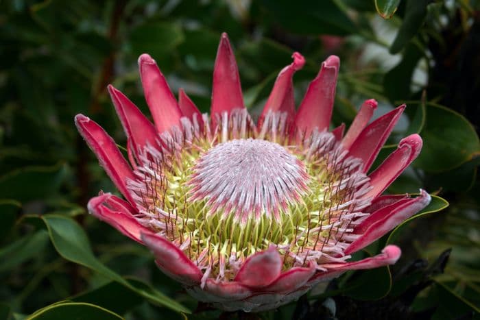 tsitsikamma protea