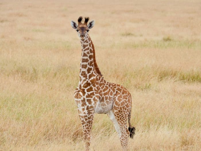serengeti giraffe
