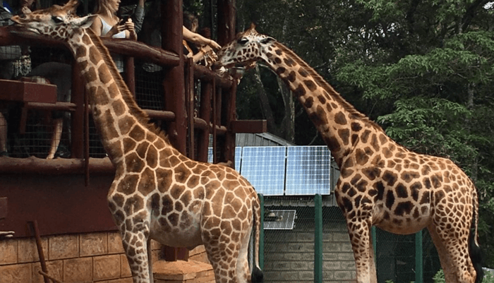 Giraffe Centre