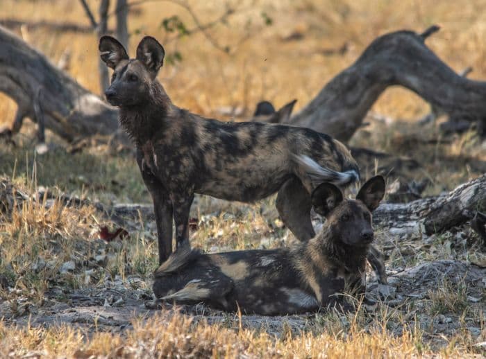 moremi wild dogs