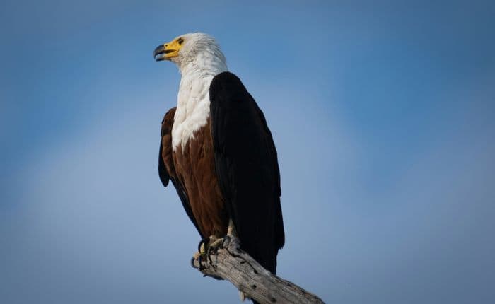 fish eagle chobe national park