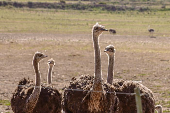 oudtshoorn ostrich