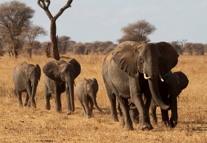 elephants in tarangire national park tansania
