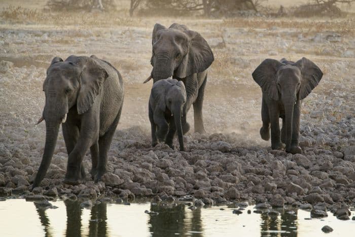 etosha elephants