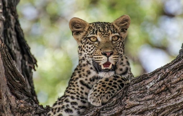 chobe leopard