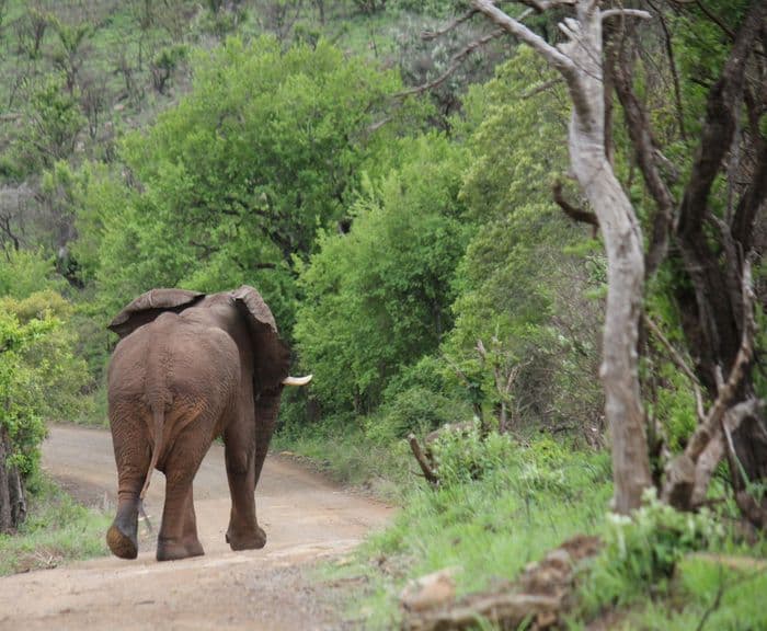 elephant hluhluwe
