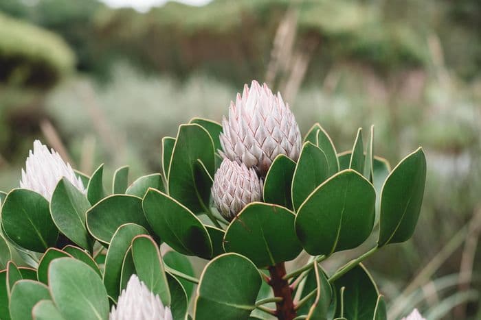 Protea, Kirstenbosch Botanical Gardens