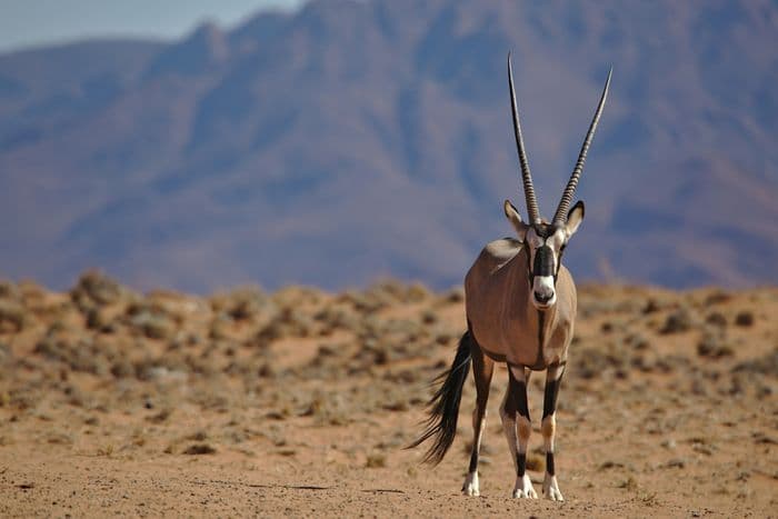 namibia oryx