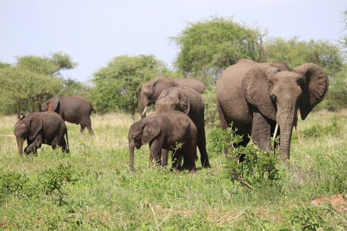 serengeti elephants