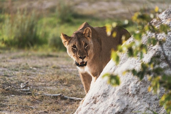 etosha lioness