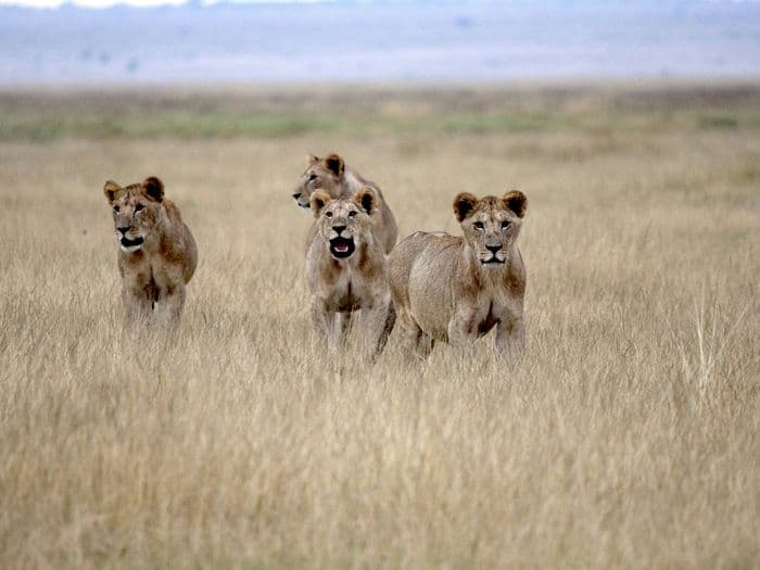 maasai mara lions