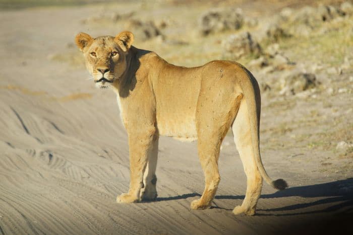 chobe lioness