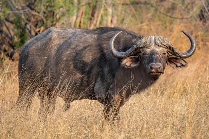 chobe buffalo