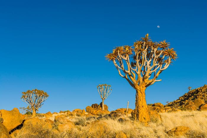 namibia trees