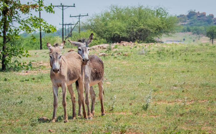 General Botswana General Wildlife Donkeys