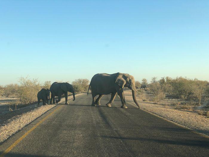 Road Namibia Elephants
