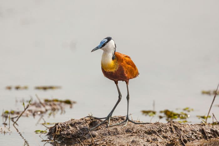 african jacana moremi botswana bird