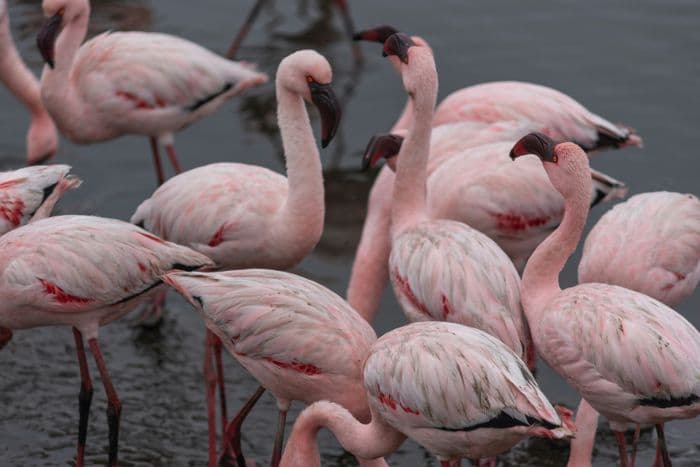 walvis bay flamingo