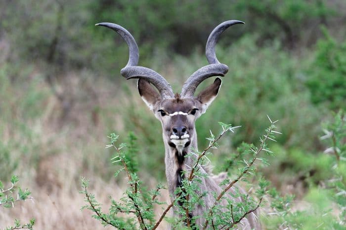 kruger kudu