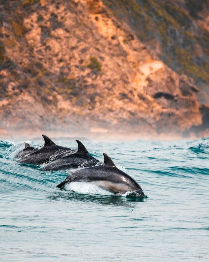 dolphins knysna