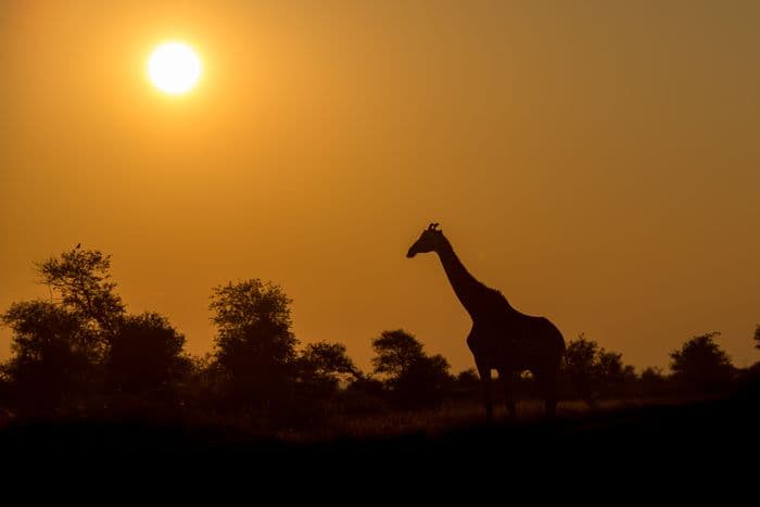 Kruger National Park South Africa