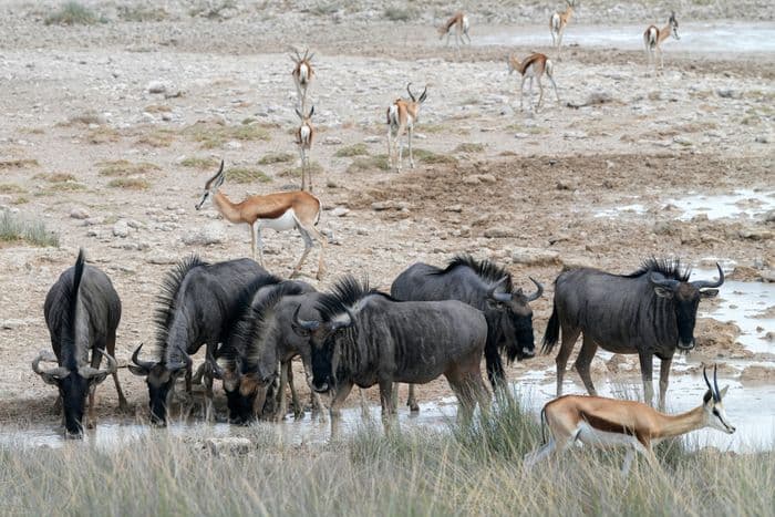 etosha wildebeest springbok