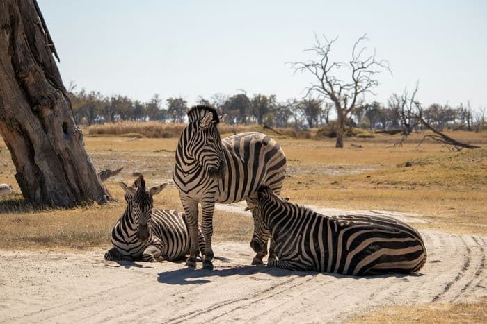 moremi zebras