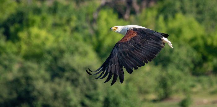 Chobe National Park / Chobe River Fish Eagle
