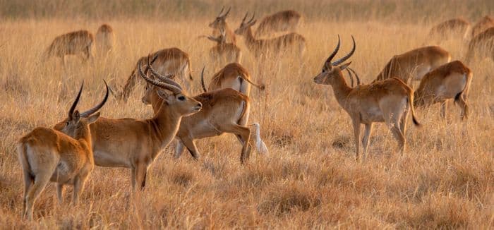 Red Lechwe Khwai Botswana