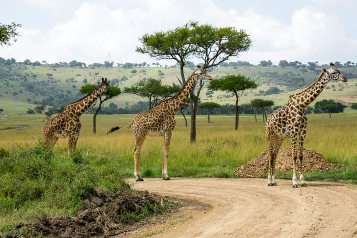 maasai mara giraffes