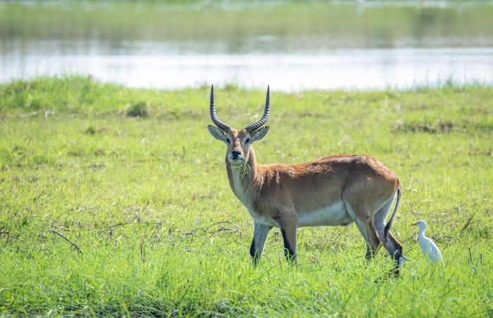 Mahango National Park Caprivi Namibia