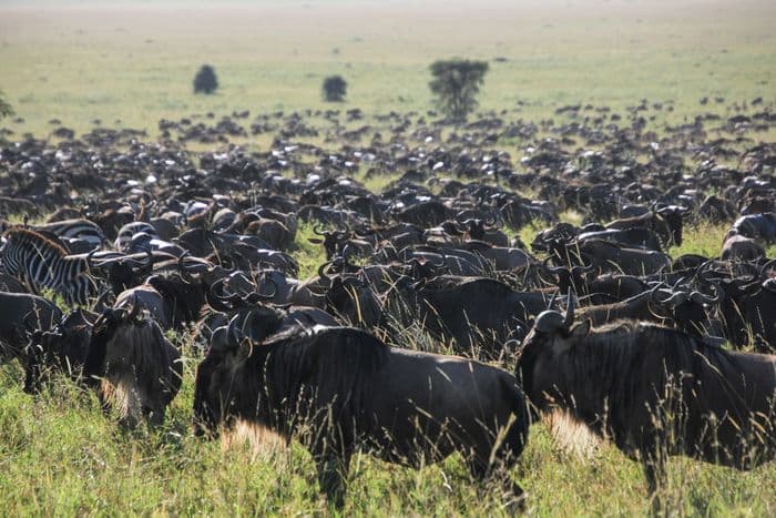 serengeti wildebeest